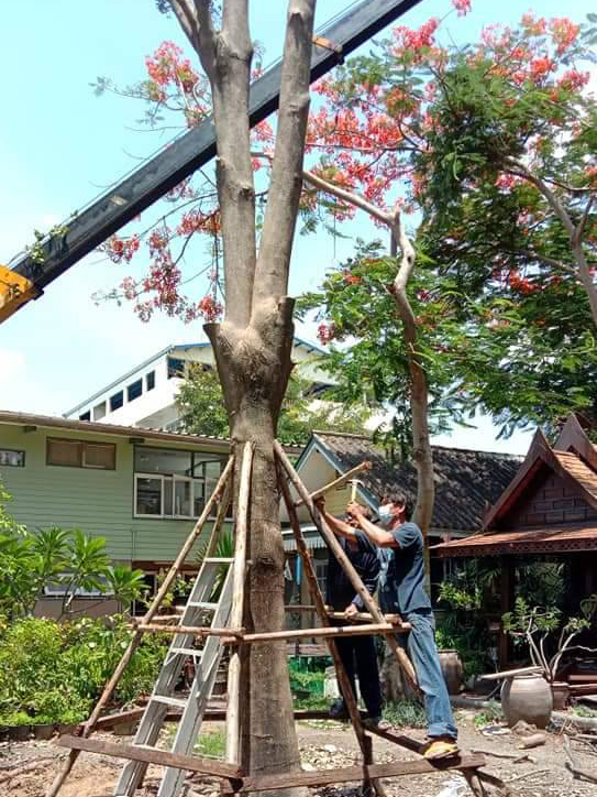 16 - https://รับจ้างตัดต้นไม้.com | ช่างแบงค์ บริการรับตัดต้นไม้ทุกชนิด ตัดแต่งทรงพุ่ม โค่นต้นไม้ใหญ่ กำจัดวัชพืช ขนย้ายกิ่งไม้ และเคลียร์พื้นที่ โดยทีมงานมืออาชีพ บริการทั่วกรุงเทพและปริมณฑล